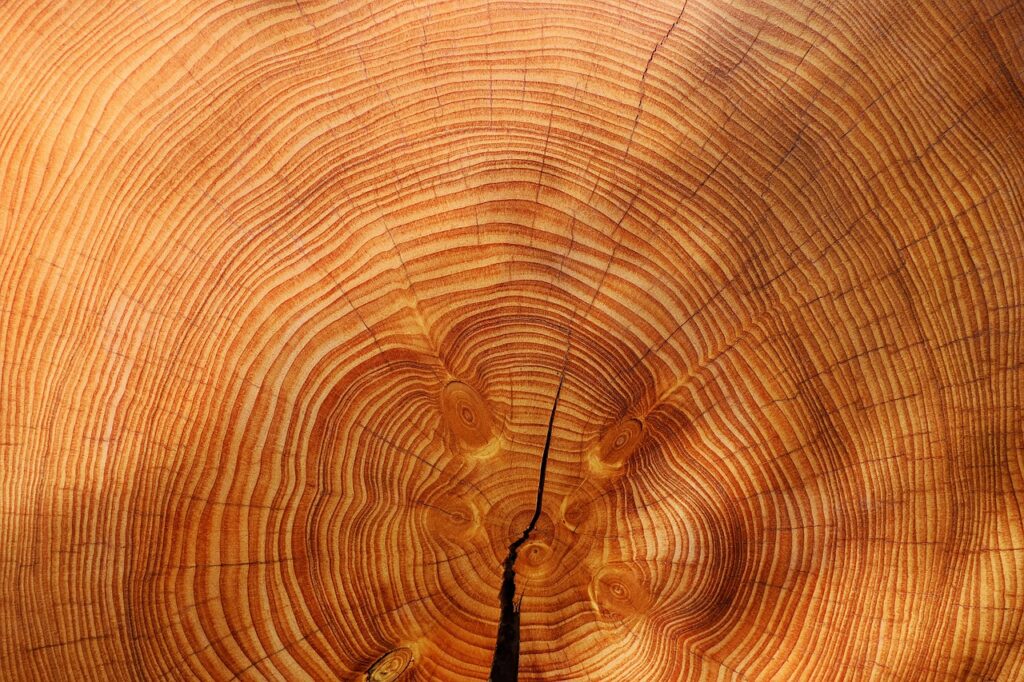 annual rings, wallpaper hd, desktop backgrounds, free wallpaper, cool backgrounds, laptop wallpaper, tree, wood, beautiful wallpaper, windows wallpaper, texture, hd wallpaper, nature, mac wallpaper, background, 4k wallpaper 1920x1080, full hd wallpaper, 4k wallpaper, free background, wallpaper 4k, wallpaper