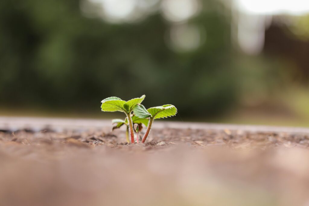 pexels photo 12099007 12099007 A young seedling sprouting from brown soil, captured in spring with a blurred background.