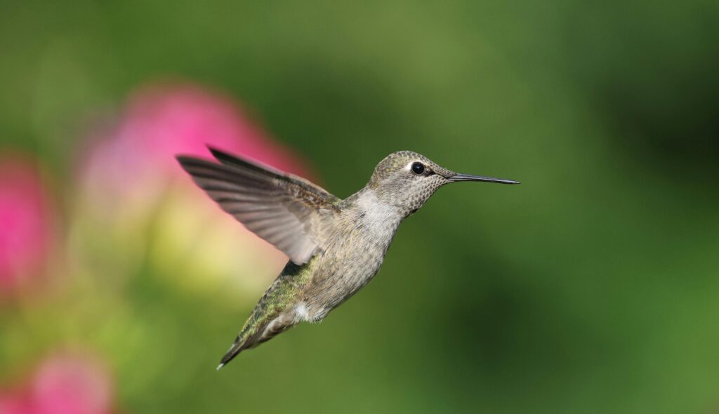 Vibrant Anna's hummingbird captured mid-flight against a blurred, colorful backdrop, highlighting nature's beauty.