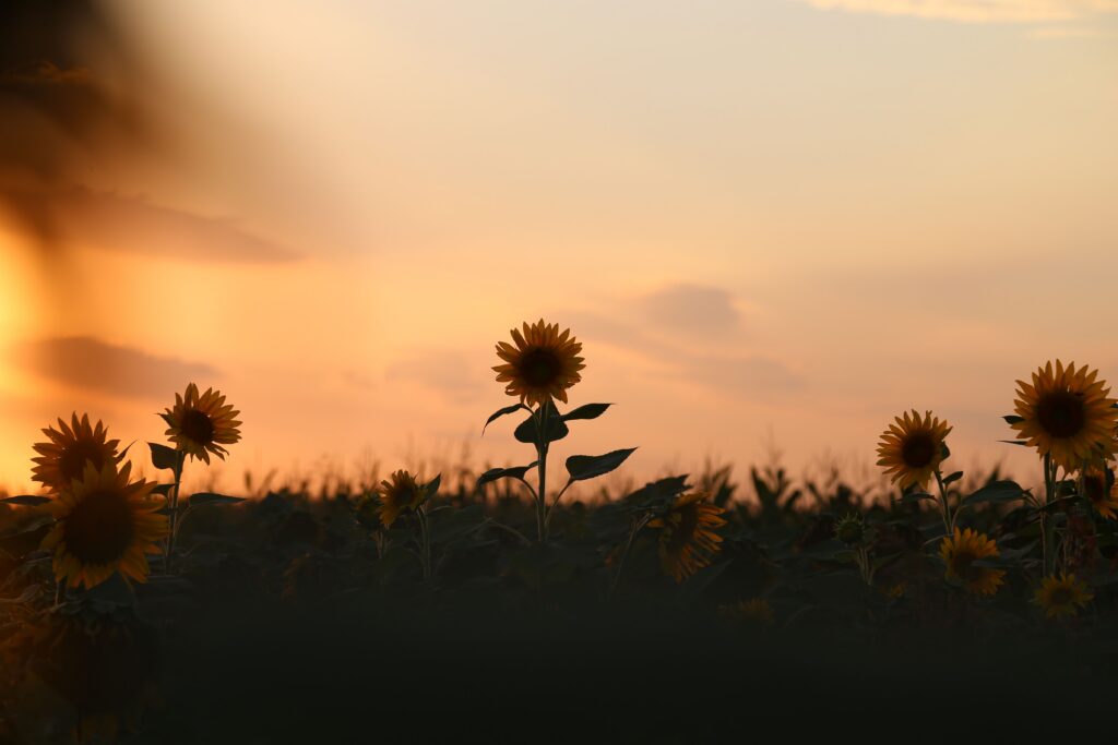 A field of sunflowers silhouetted against a warm, golden sunset sky, capturing the beauty of nature.
